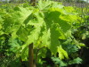 Thumbnail IMG_7917.JPG 