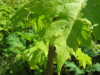 Thumbnail IMG_7918.JPG 