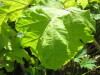 Thumbnail IMG_7919.JPG 