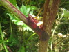 Thumbnail IMG_7920.JPG 