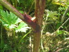 Thumbnail IMG_7921.JPG 