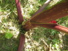 Thumbnail IMG_7922.JPG 