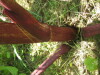 Thumbnail IMG_7923.JPG 