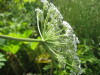 Thumbnail IMG_7926.JPG 