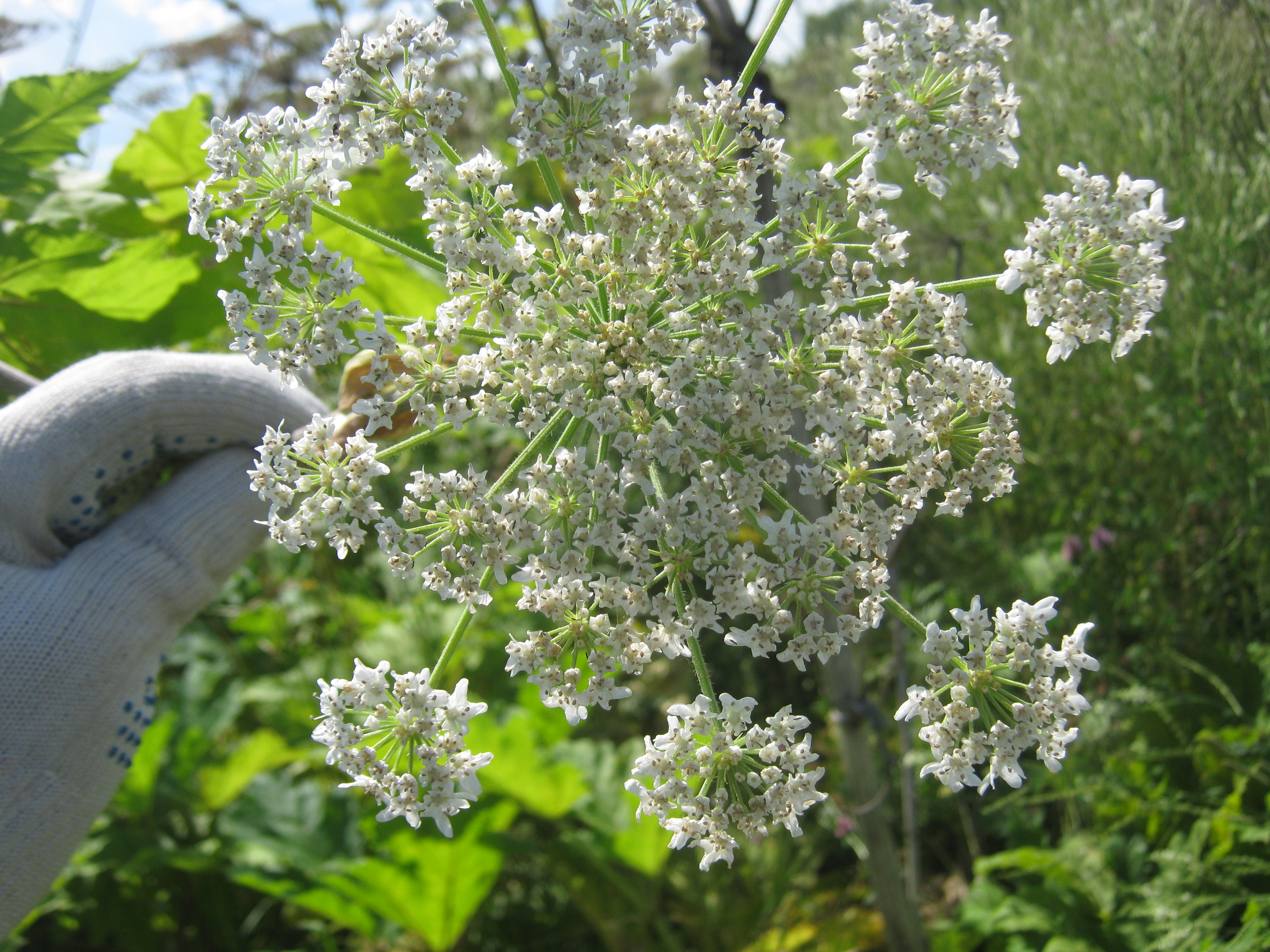 IMG_7925.JPG 