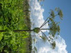 Thumbnail IMG_7914.JPG 