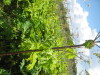 Thumbnail IMG_7915.JPG 