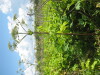 Thumbnail IMG_7916.JPG 