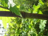 Thumbnail IMG_7924.JPG 