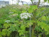 Thumbnail IMG_7928.JPG 