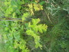 Thumbnail IMG_7929.JPG 