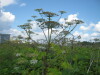 Thumbnail IMG_7931.JPG 