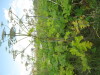 Thumbnail IMG_7932.JPG 