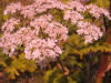 Thumbnail IMG_7934.JPG 