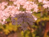 Thumbnail IMG_7935.JPG 