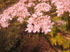 Thumbnail IMG_7936.JPG 