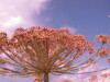 Thumbnail IMG_7937.JPG 