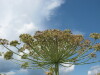 Thumbnail IMG_7938.JPG 