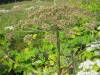 Thumbnail IMG_7939.JPG 