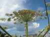 Thumbnail IMG_7940.JPG 