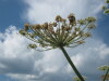 Thumbnail IMG_7941.JPG 