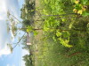 Thumbnail IMG_7943.JPG 