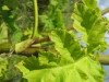 Thumbnail IMG_7946.JPG 