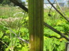 Thumbnail IMG_7948.JPG 