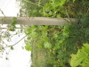 Thumbnail IMG_0005.JPG 