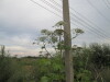 Thumbnail IMG_0008.JPG 