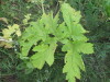 Thumbnail IMG_0009.JPG 