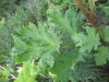 Thumbnail IMG_0010.JPG 