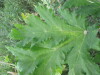 Thumbnail IMG_0012.JPG 