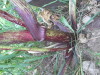 Thumbnail IMG_0013.JPG 