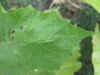 Thumbnail IMG_0017.JPG 