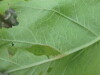 Thumbnail IMG_0018.JPG 
