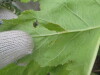 Thumbnail IMG_0019.JPG 