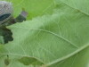 Thumbnail IMG_0020.JPG 