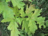 Thumbnail IMG_0021.JPG 