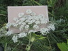 Thumbnail IMG_0023.JPG 