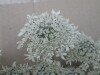 Thumbnail IMG_0024.JPG 