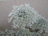 Thumbnail IMG_0025.JPG 