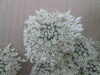 Thumbnail IMG_0027.JPG 