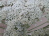 Thumbnail IMG_0028.JPG 