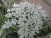 Thumbnail IMG_0029.JPG 