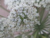 Thumbnail IMG_0030.JPG 