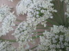 Thumbnail IMG_0032.JPG 