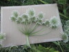 Thumbnail IMG_0033.JPG 
