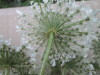 Thumbnail IMG_0034.JPG 