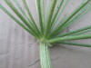 Thumbnail IMG_0035.JPG 